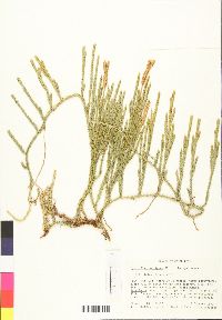 Lycopodium contiguum image