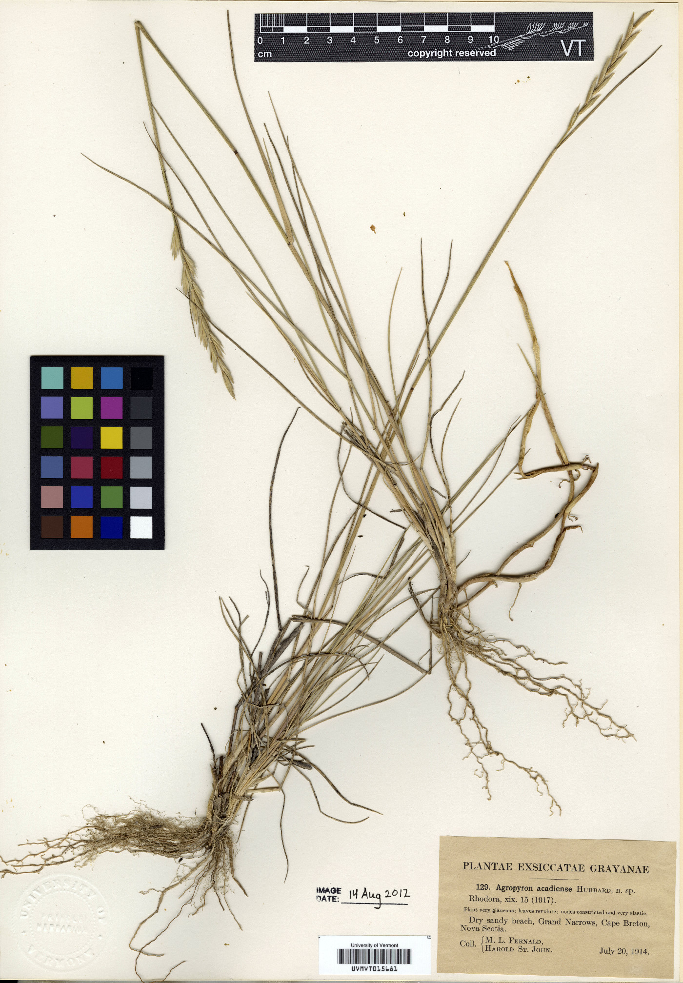Elymus pycnanthus image