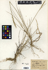 Elymus pycnanthus image