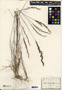 Agrostis hallii image