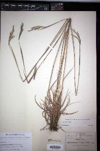 Andropogon pringlei image