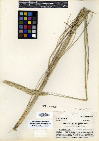 Ammophila breviligulata image