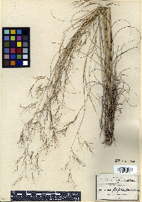 Aristida filifolia image