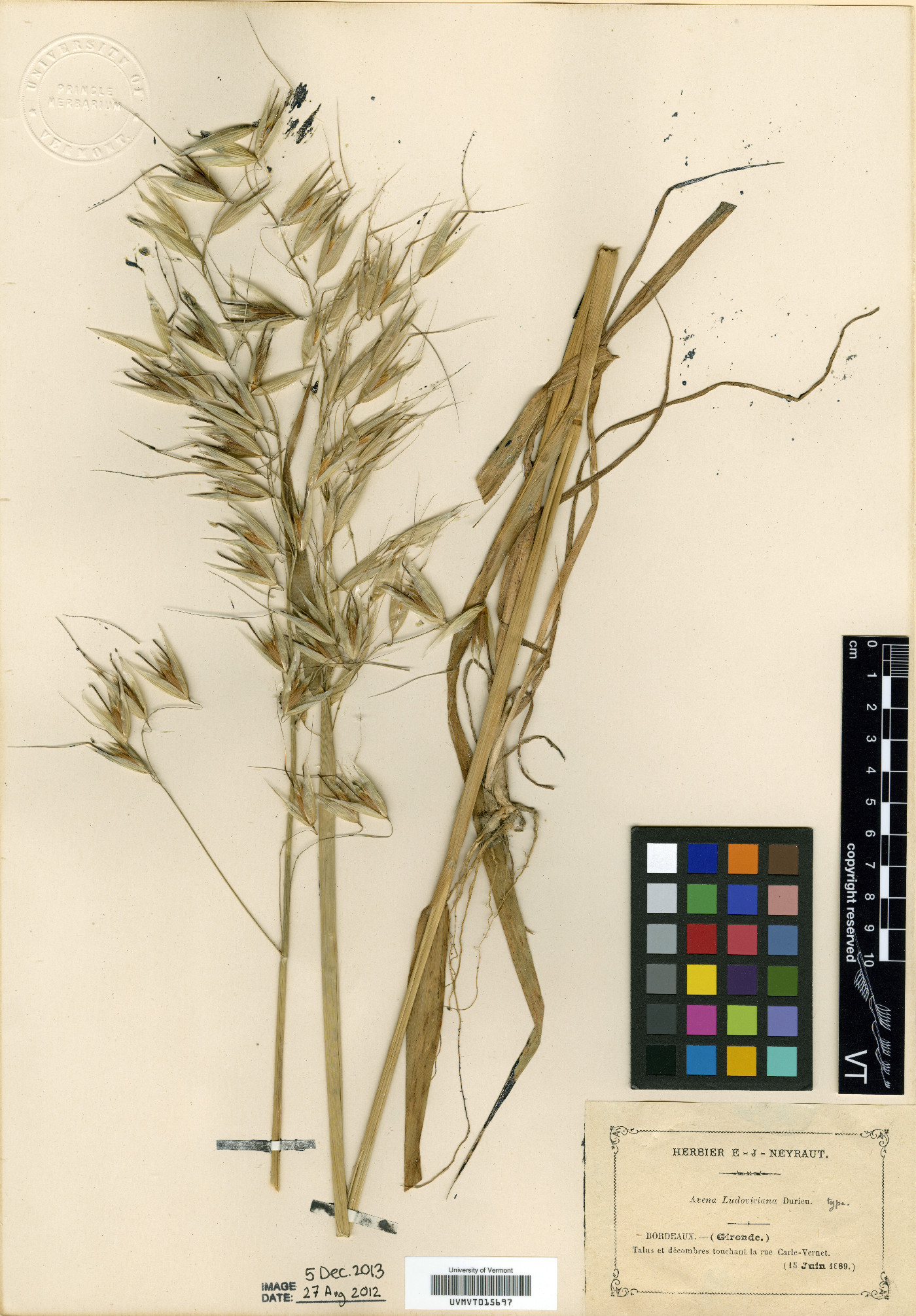 Avena sterilis image