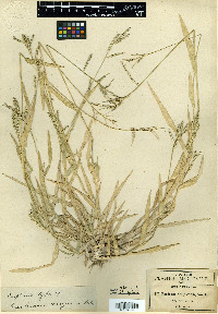 Urochloa meziana image