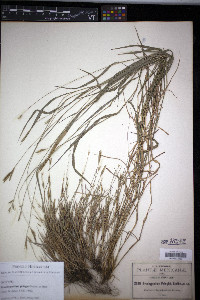 Brachypodium pringlei image