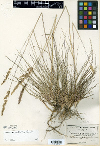 Calamagrostis rubescens image