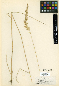 Calamagrostis stricta image