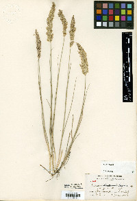 Calamagrostis montanensis image