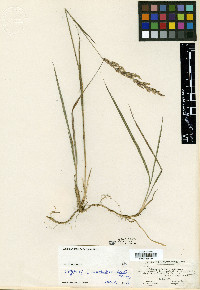 Calamagrostis pickeringii image