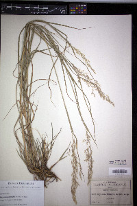 Calamagrostis pringlei image