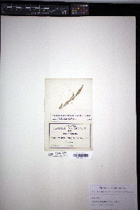 Calamagrostis pringlei image