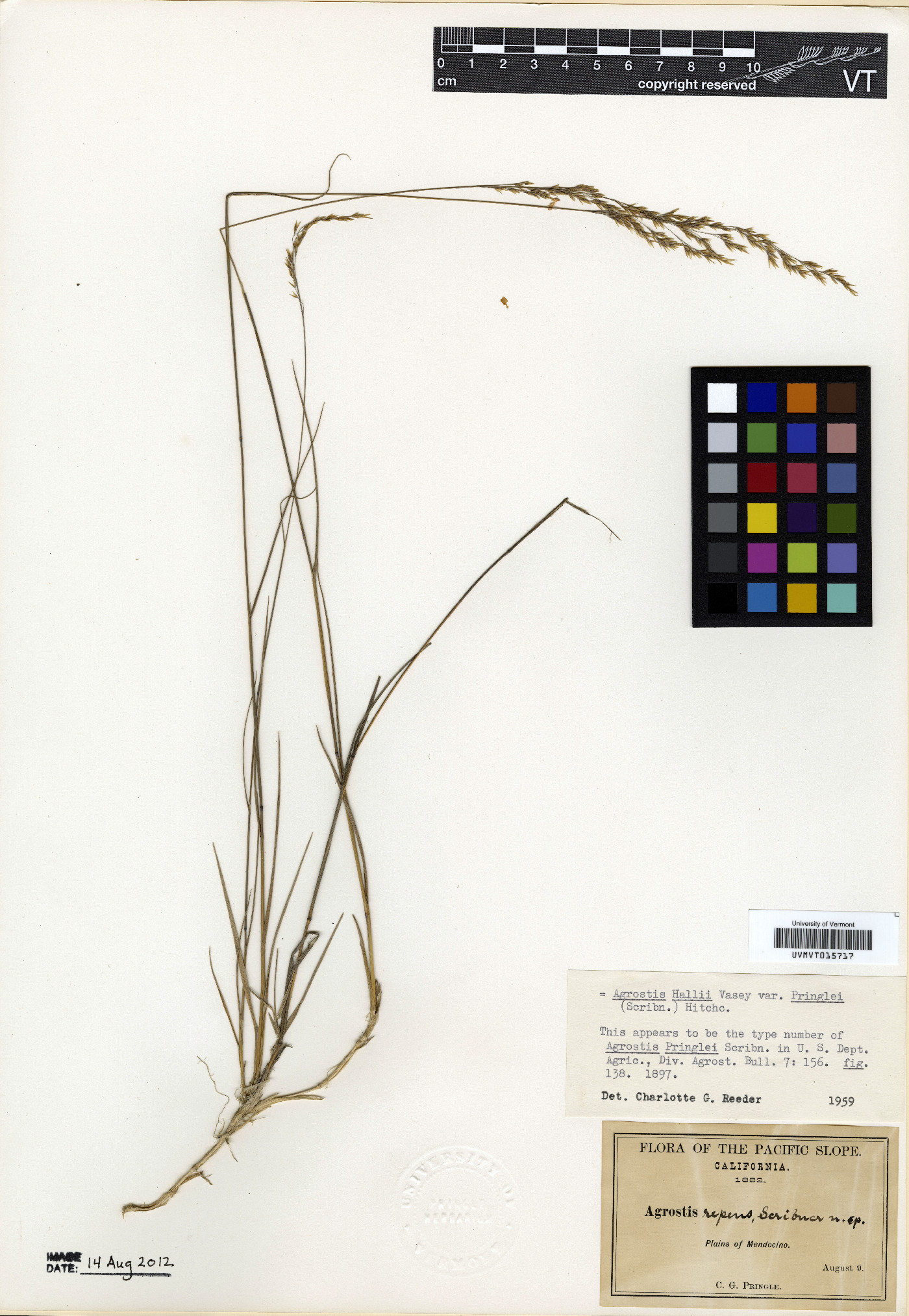 Agrostis hallii image
