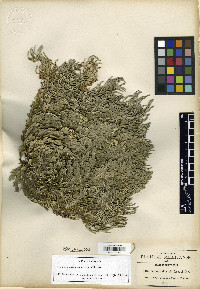 Selaginella novoleonensis image