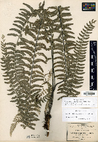 Asplenium sessilifolium image
