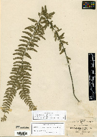 Asplenium sessilifolium image