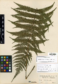 Thelypteris oligocarpa image
