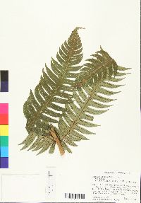 Cnemidaria mutica var. mutica image
