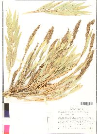 Chusquea subtessellata image