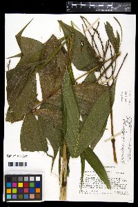 Chamaedorea pinnatifrons image