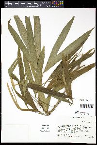 Media resource of Asplundia vagans