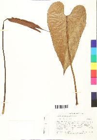 Anthurium concinnatum image