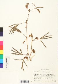 Mimosa pudica image