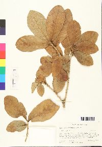 Quercus costaricensis image