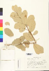 Quercus oleoides image