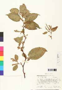 Muehlenbeckia tamnifolia image