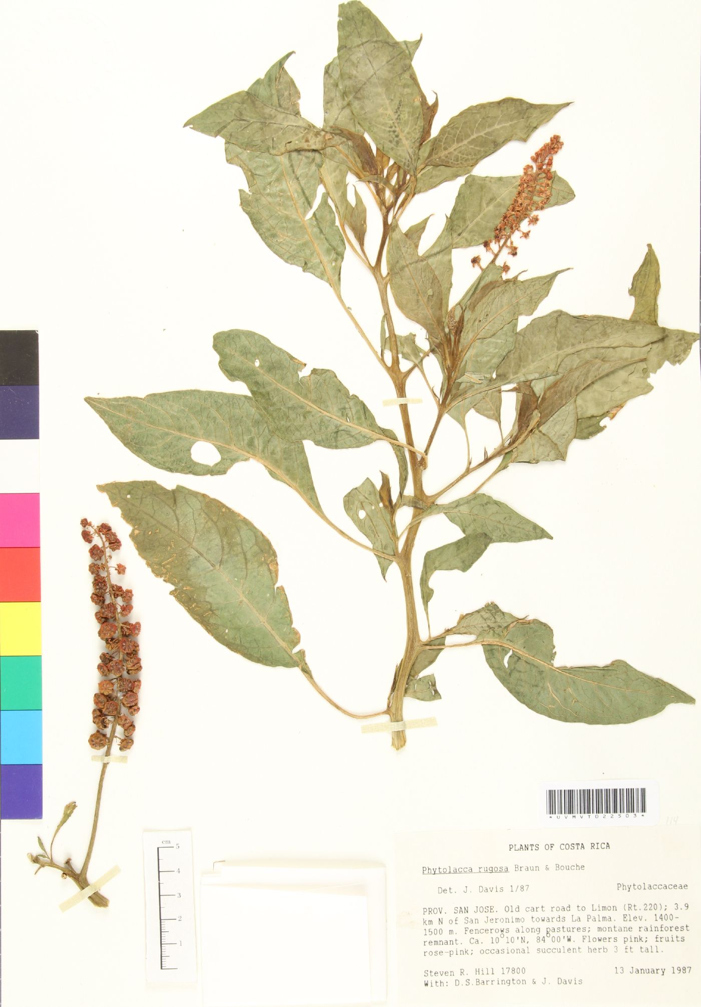 Phytolacca rugosa image