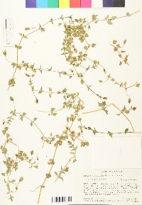 Stellaria cuspidata image