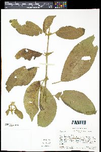 Siparuna gesnerioides image