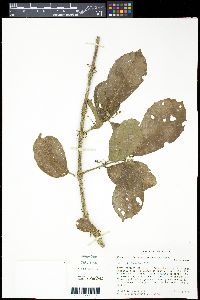 Siparuna gesnerioides image
