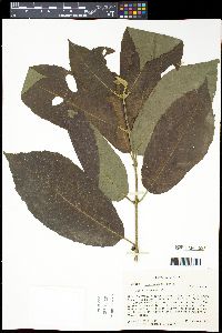 Siparuna nicaraguensis image