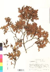 Weinmannia pinnata image