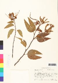 Bauhinia ungulata image