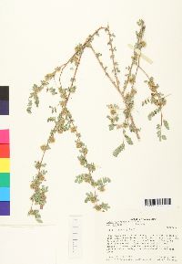 Dalea carthagenensis image