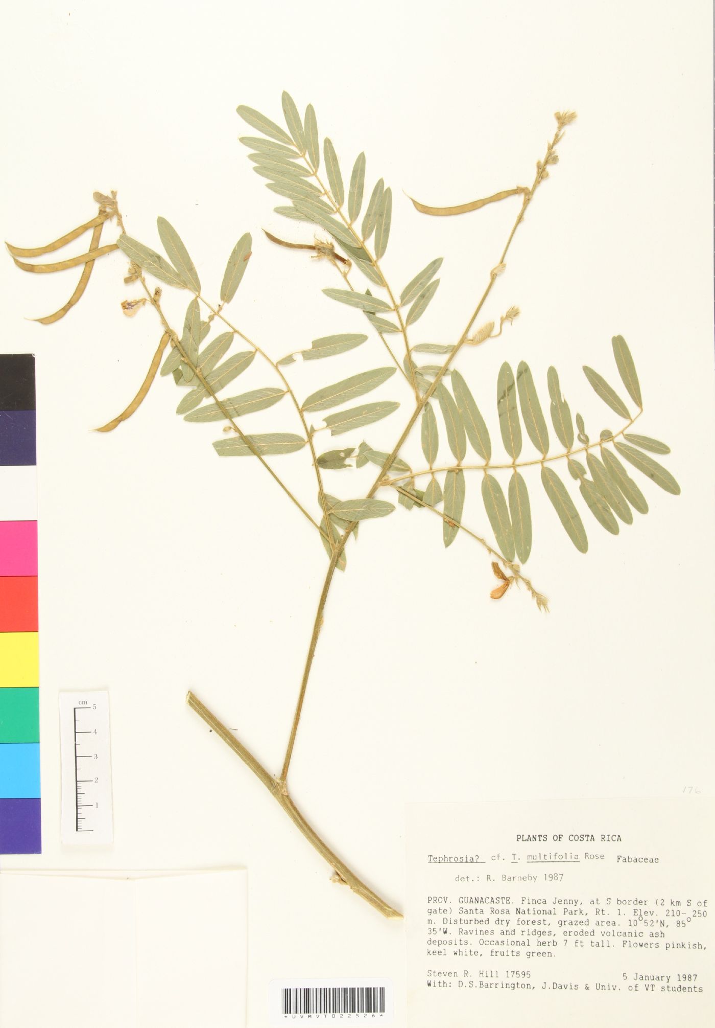 Tephrosia onobrychoides image