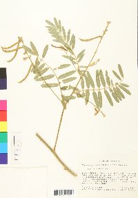 Media resource of Tephrosia onobrychoides