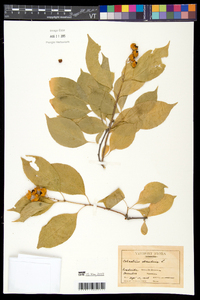 Celastrus scandens image