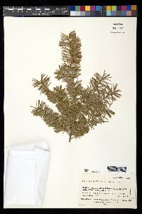 Pseudotsuga menziesii image