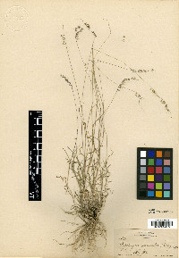 Muhlenbergia uniseta image