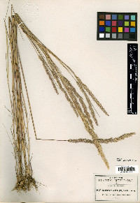 Deschampsia pringlei image