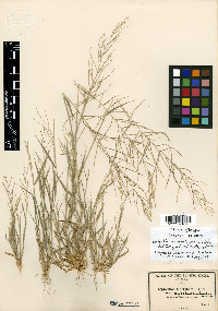Leptochloa panicea image