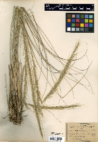 Muhlenbergia articulata image