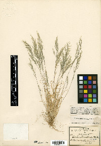 Muhlenbergia biloba image