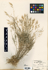 Muhlenbergia cuspidata image