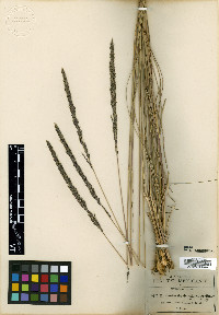 Muhlenbergia dubia image