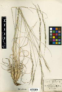 Muhlenbergia gracilis image
